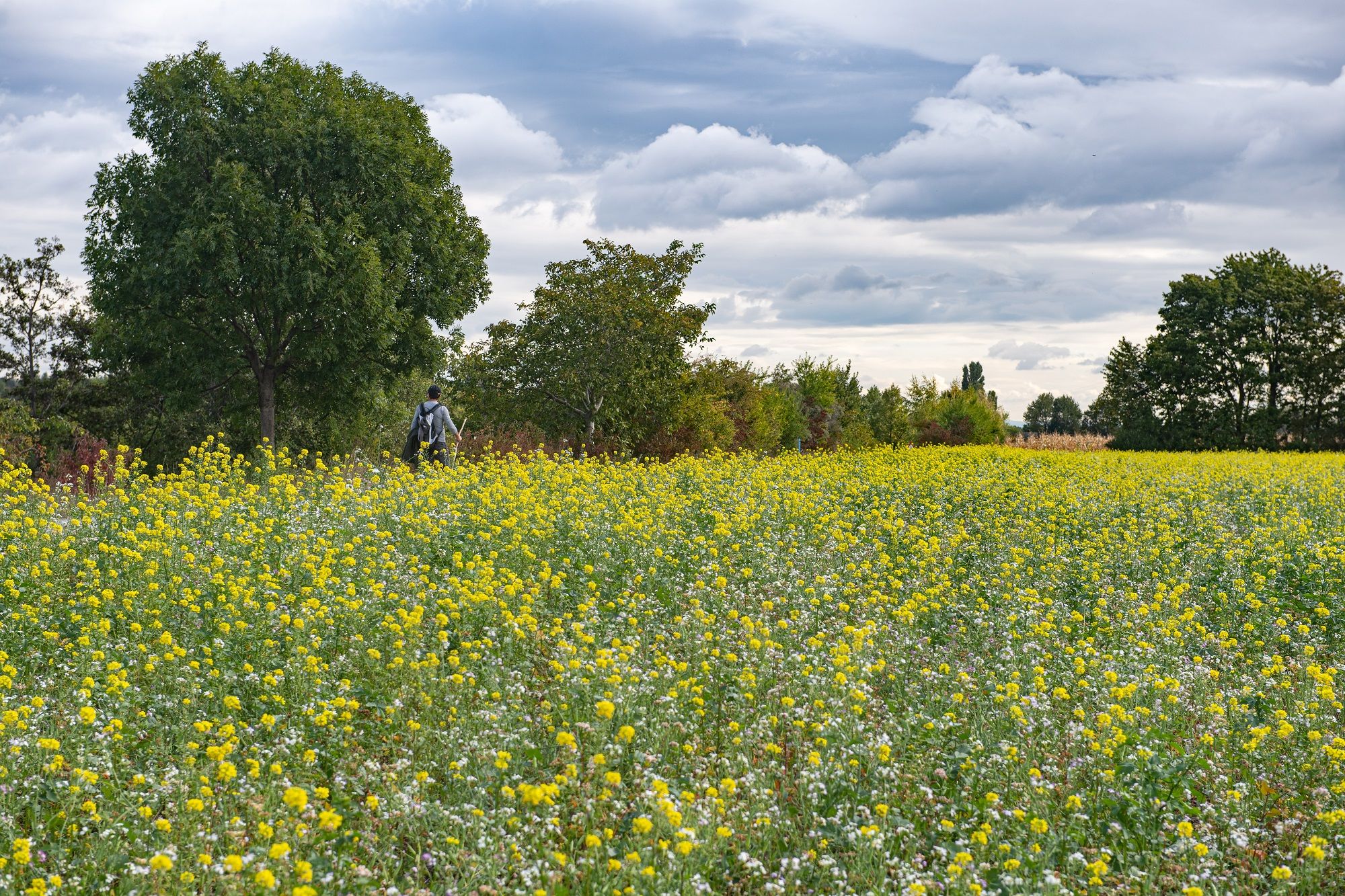 Wiese im Regionalpark DreiAnger (© Stadt Wien/Gerd Götzenbrucker)